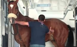 A utilização dos pisos de borracha para o transporte de animais